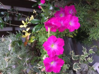 紫陽花と女心